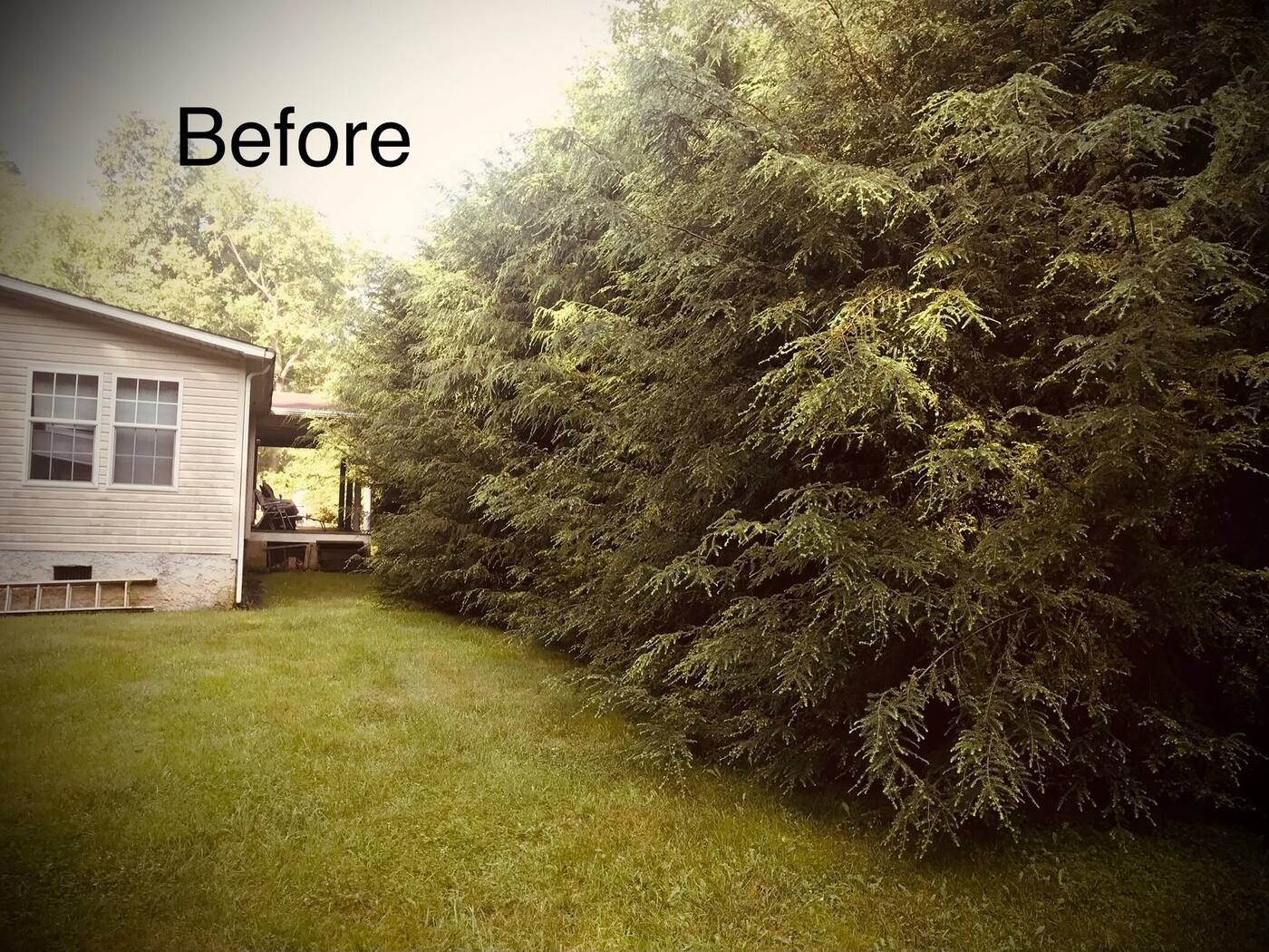 Before: overgrown hemlocks crowding a house in Burnsville, NC